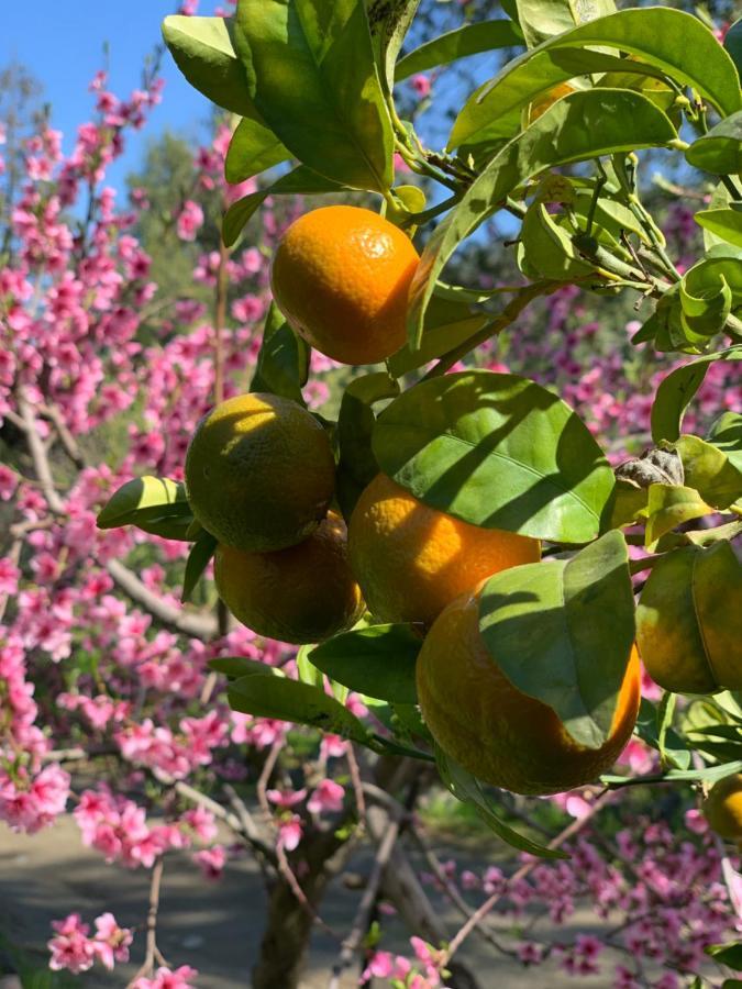 Kuralemu Casa De Campo Curacavi Eksteriør bilde